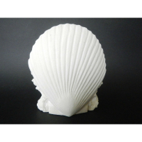 Stone Carved Shell - Handicrafts