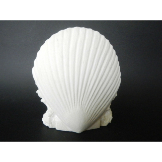 Stone Carved Shell