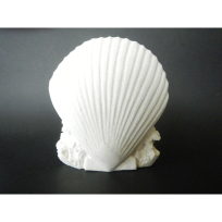 Stone Carved Shell - Carving